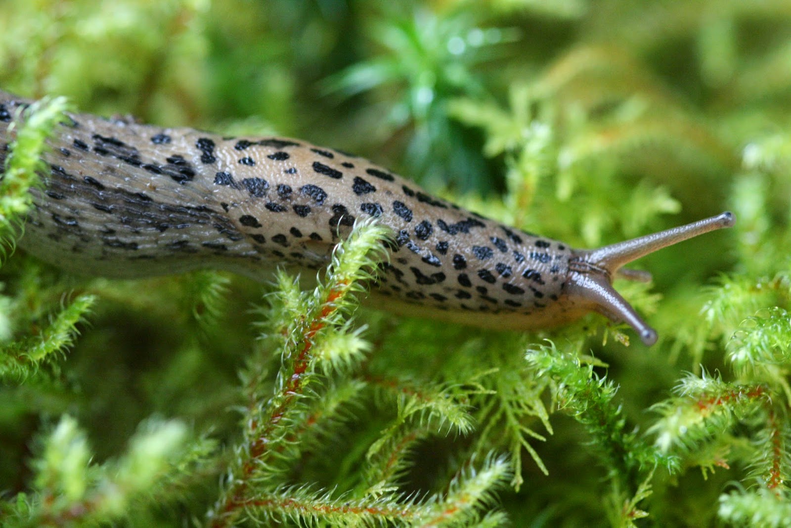 Cultiver avec les Limaces et les Escargots