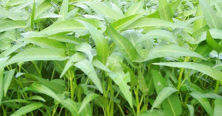 Mengenal Hewan dan Tumbuhan Nama ilmiah Kangkung