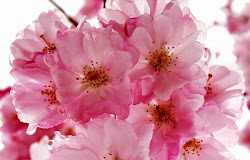 Download Gambar Bunga Sakura