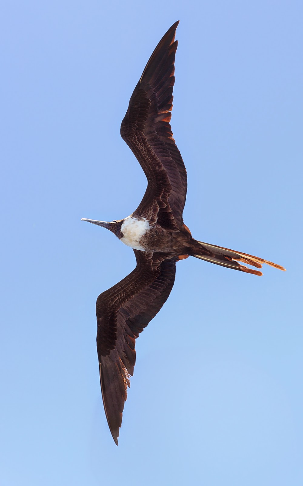 World Bird Sanctuary: The Magnificent Frigatebird