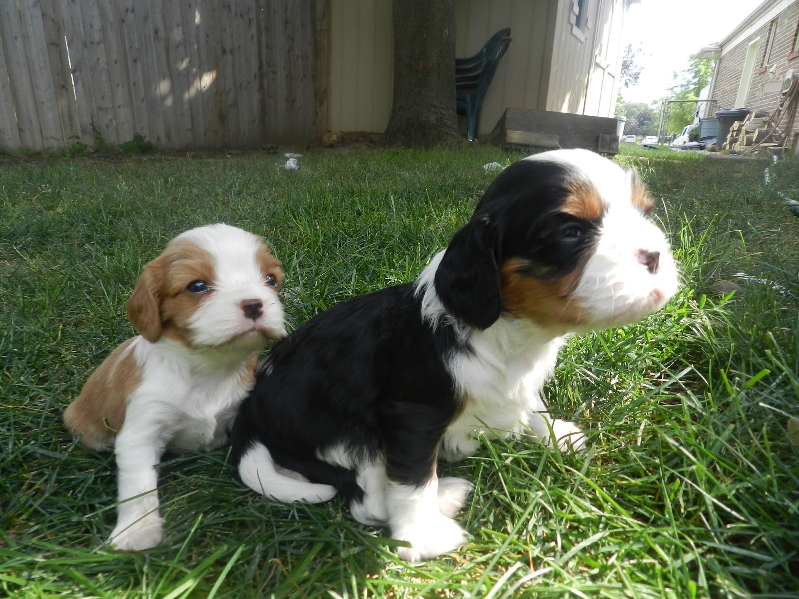 Cavalier King Charles Spaniel Puppies: 2013