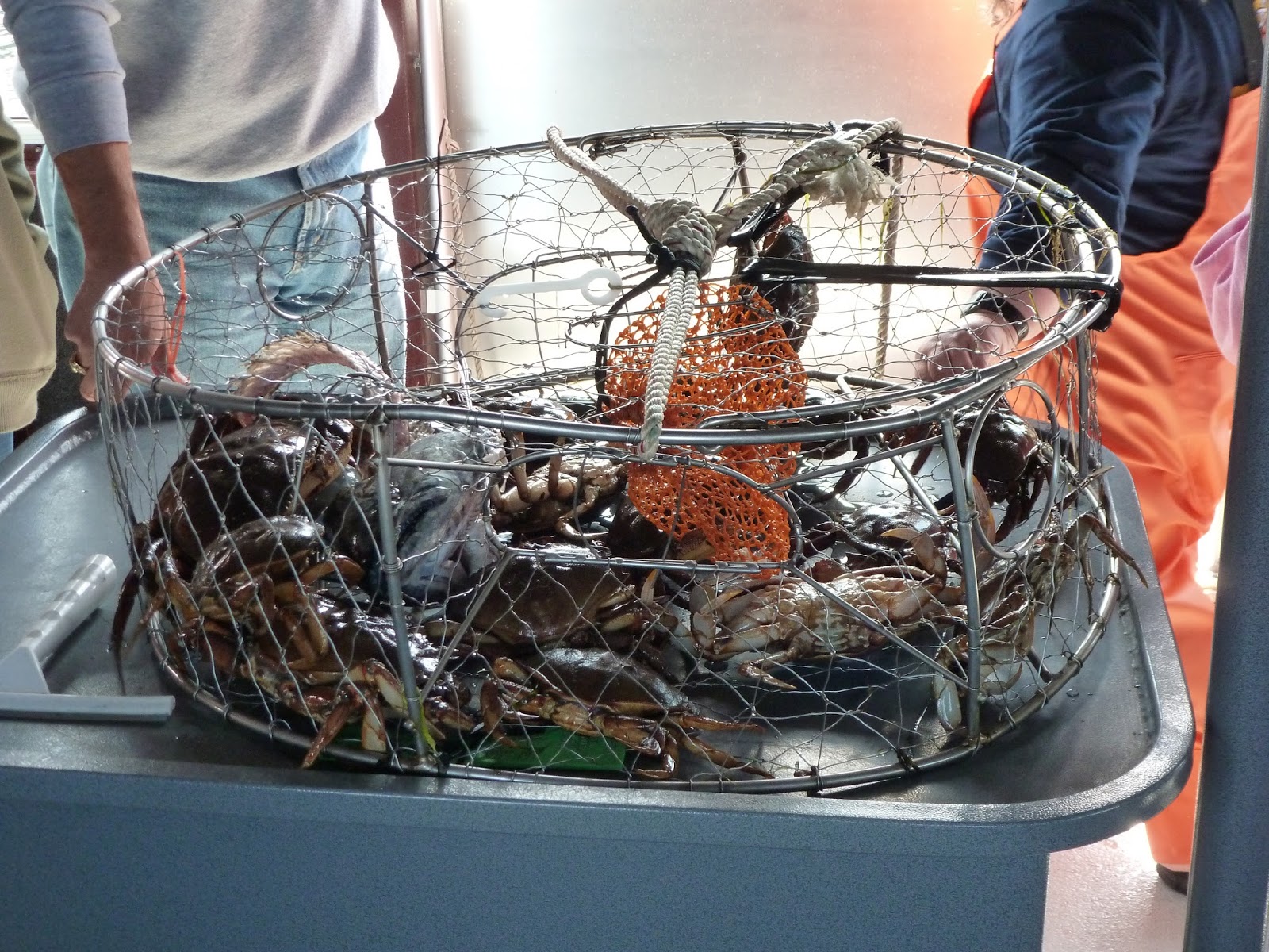 The Siberian American Catching Crabs A Crab Feast Excursion in