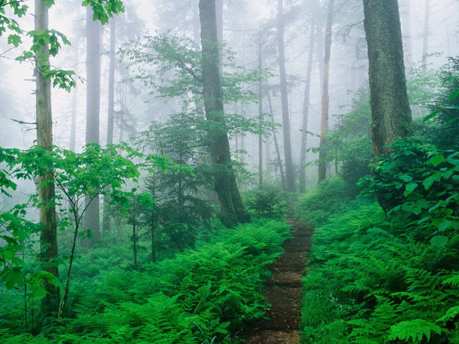 wallpapers bosques full hd todo imagenes wallpapers bosques full hd todo imagenes