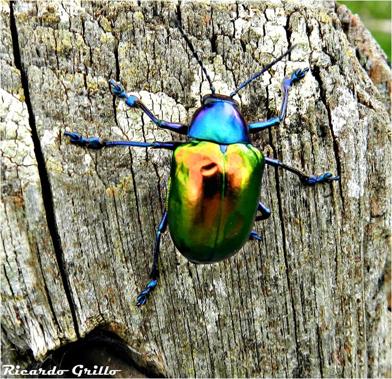 amateur photographers, Best Photo of the Day in Emphoka by Ricardo Grillo, https://flic.kr/p/p3iQkF amateur photographers, Best Photo of the Day in Emphoka by Ricardo Grillo, https://flic.kr/p/p3iQkF