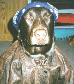 Funny DOG Pictures