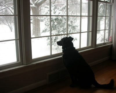 My dog Lady watching the falling snow