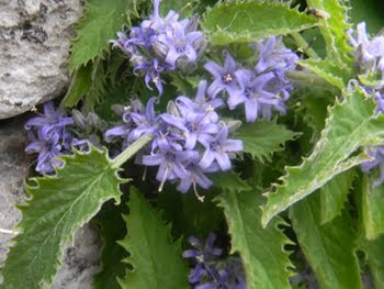 Campanula elatinoides Moretti (Campanula dell'insubria)