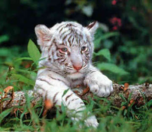 White Bengal Tigers