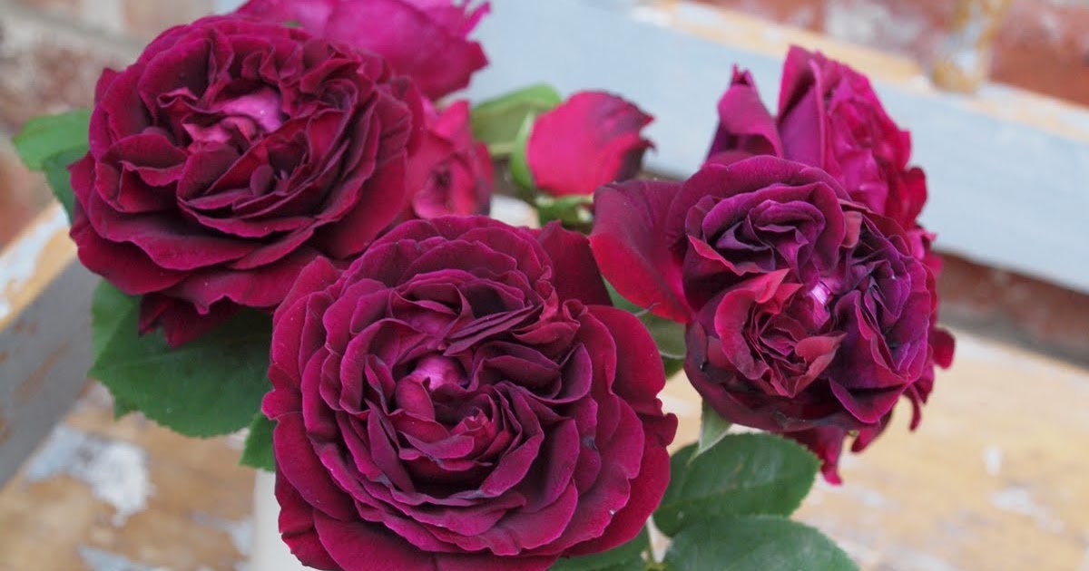 Foxtail Lilly: Romantic Roses