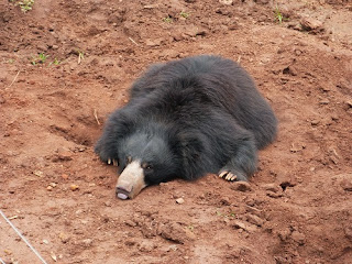 A rescued bear has a quick nap after a climbing session