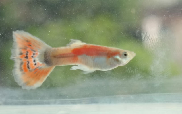 Gambar Ikan Guppy Gambar Ikan Guppy