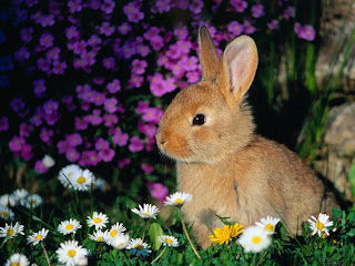 cute baby, Rabbits , bunny, image, hd wallpapers