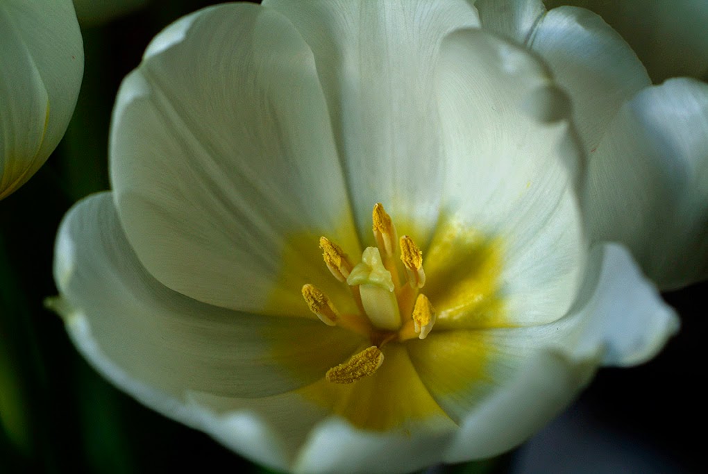 Lost in Arles Tulips