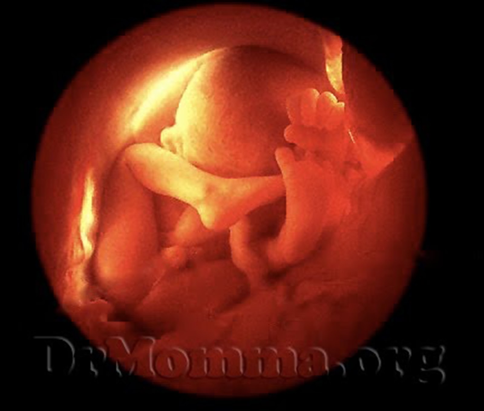 when are lungs fully developed in a fetus when are lungs fully developed in a fetus