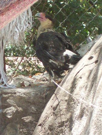 Crested Caracara