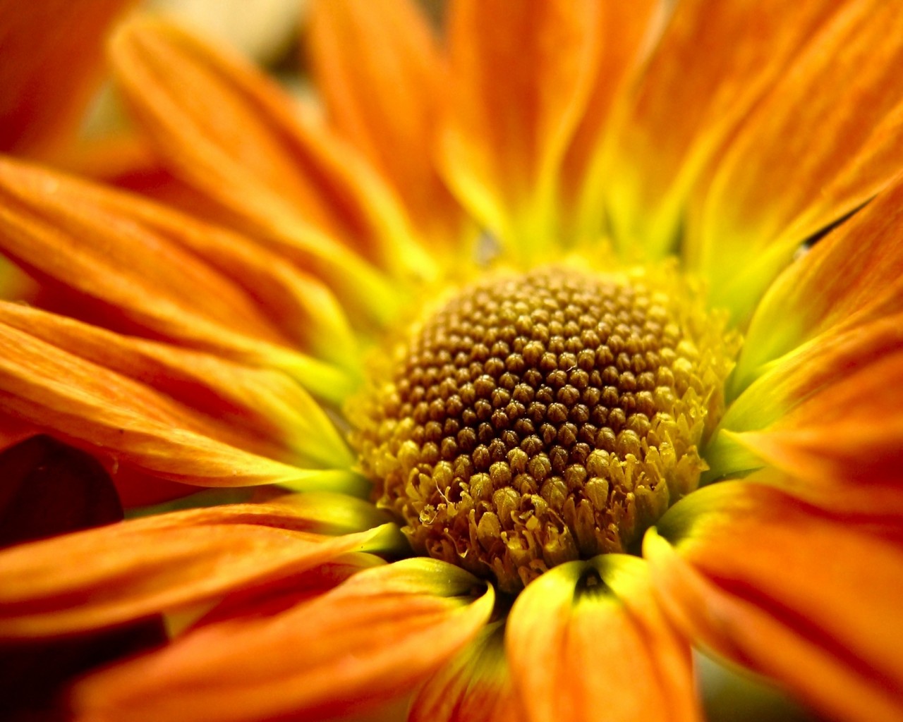 GALLERY FUNNY GAME: Most Beautiful Flowers Wallpapers of ...