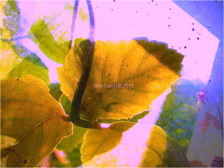 emphoka, photo of the day, Quạ Con, Canon Powershot A2300 emphoka, photo of the day, Quạ Con, Canon Powershot A2300