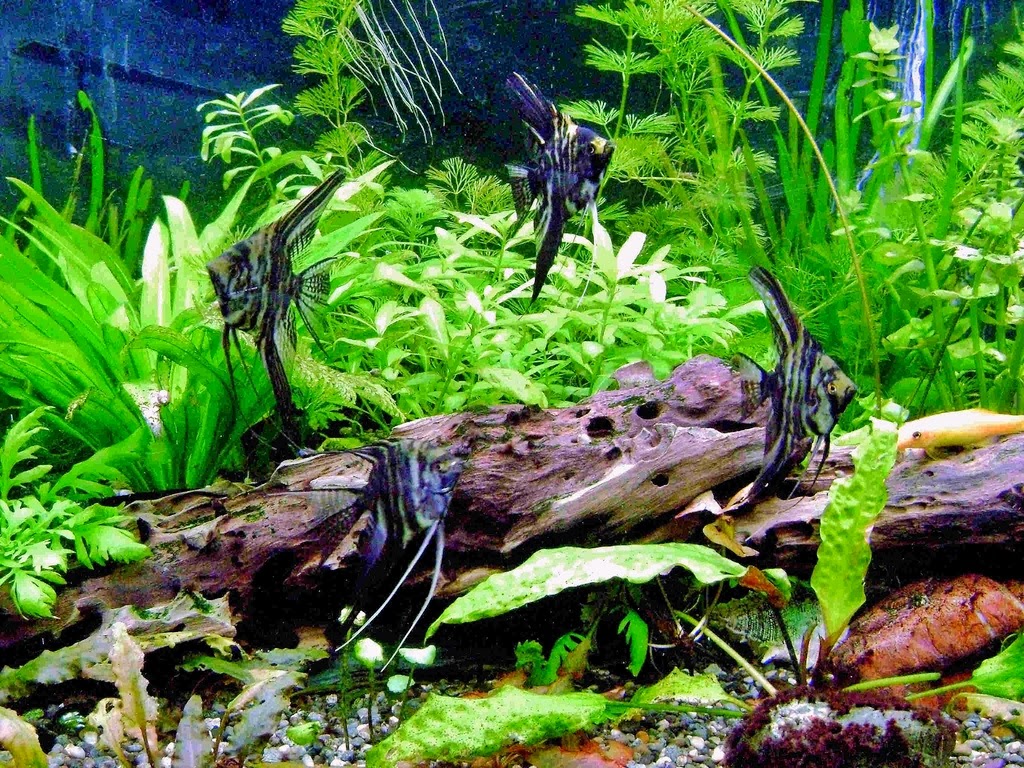 Manfaat Tanaman Air Bagi Akuarium Akuarium Ikan Hias