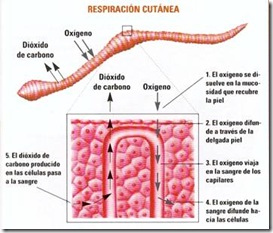 Filo Annelidae: Oligochaeta