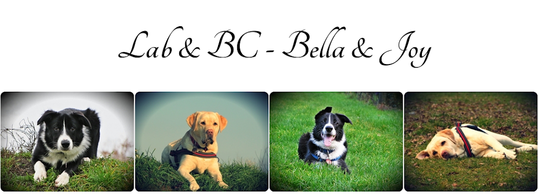      Lab&BC - Bella & Joy