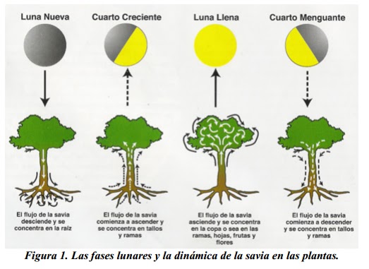 La luna en agricultura biológica | Agricultura biológica La luna en agricultura biológica | Agricultura biológica