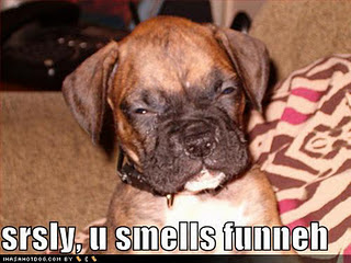 Funny DOG Pictures