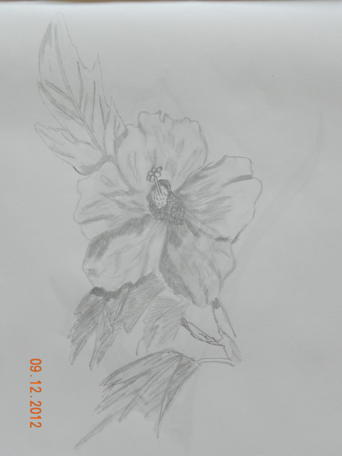 Art: Pencil Drawings - Flowers
