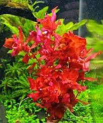 Biota Aquatic Plant Jual Tanaman Stem Batang Untuk Aquascape