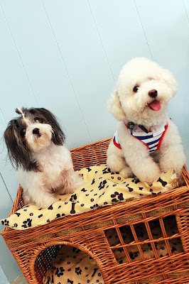 That's April and the Roboyes's cafe own baby. He is a Maltipoo called Buddy. He is so adorable, a little timid, but he flopped down when you carry him and just mold into you!