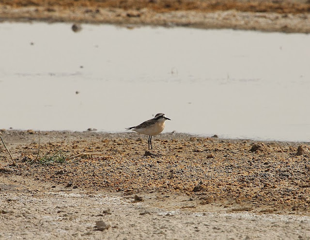 Kittlitz's Plover Charadrius pecuarius Kittlitz's Plover Ethiopia