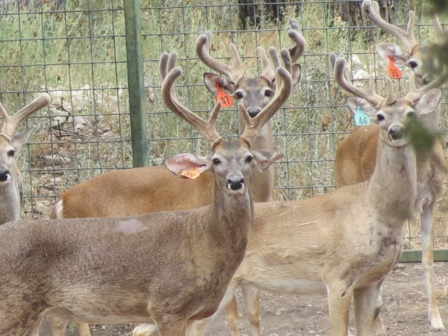 General Facts About Deer Antler Velvet General Facts About Deer Antler Velvet
