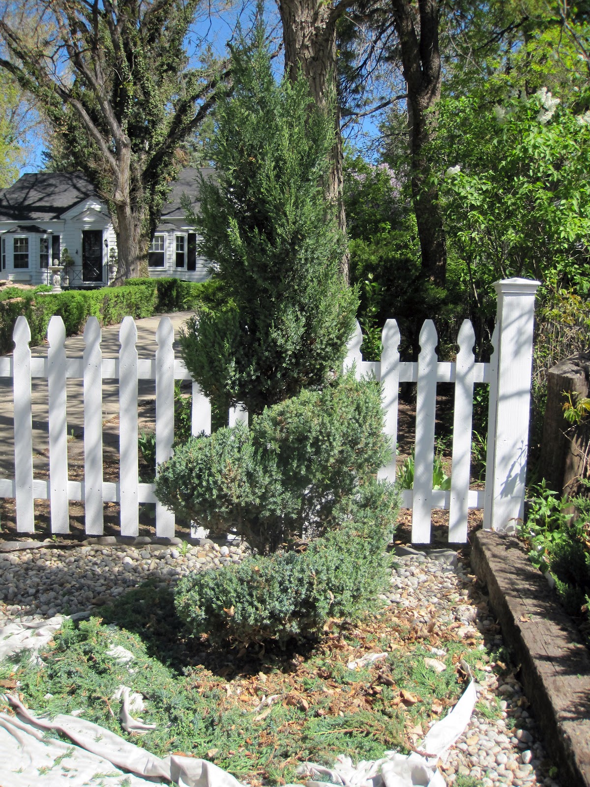 Simple Details diy evergreen spiral topiary