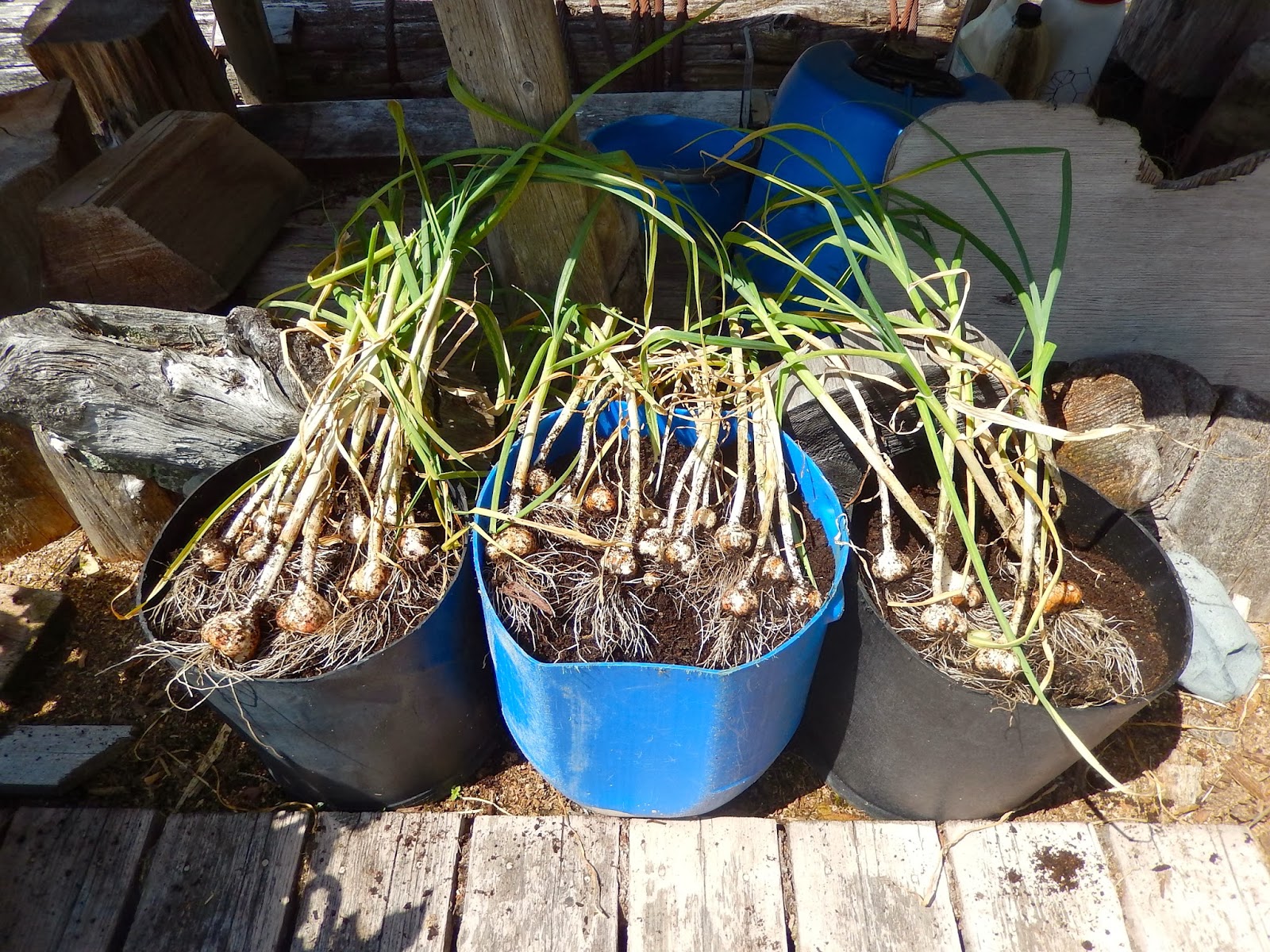 Powell River Books Blog Preserving Growing Garlic in