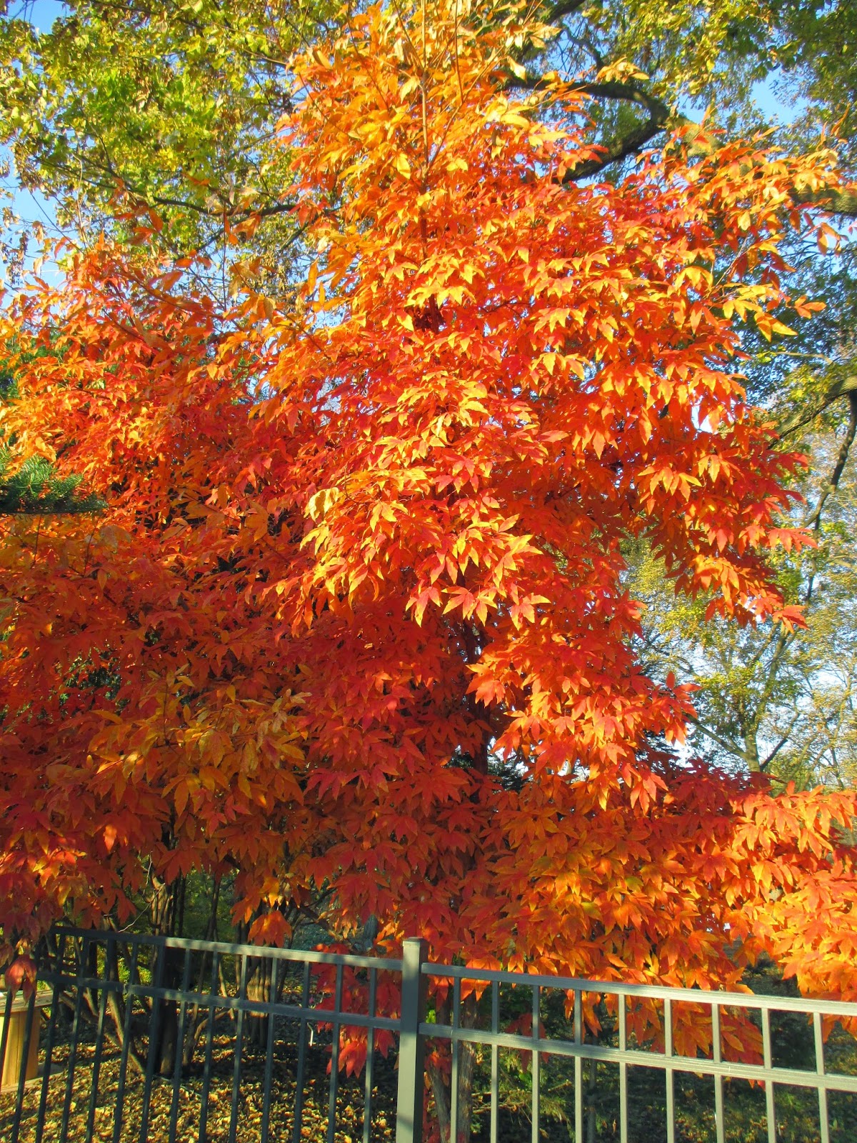 Using Georgia Native Plants Native Fall Foliage Yellow