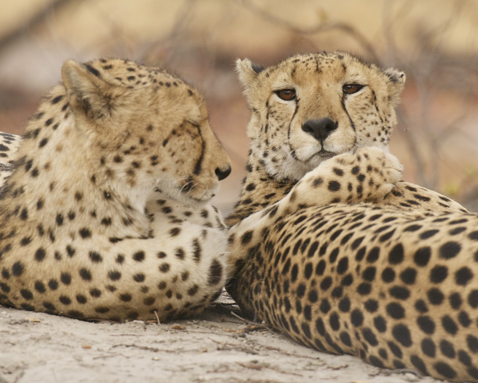 Picture This Safari: Coalition of Cheetah Brothers- Kwara Botswana