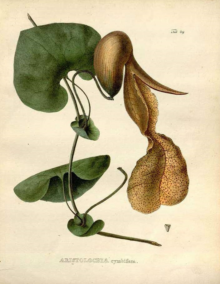 THE WORLD'S UGLIEST FLOWER Aristolochia cymbifera 'Domingos Martins