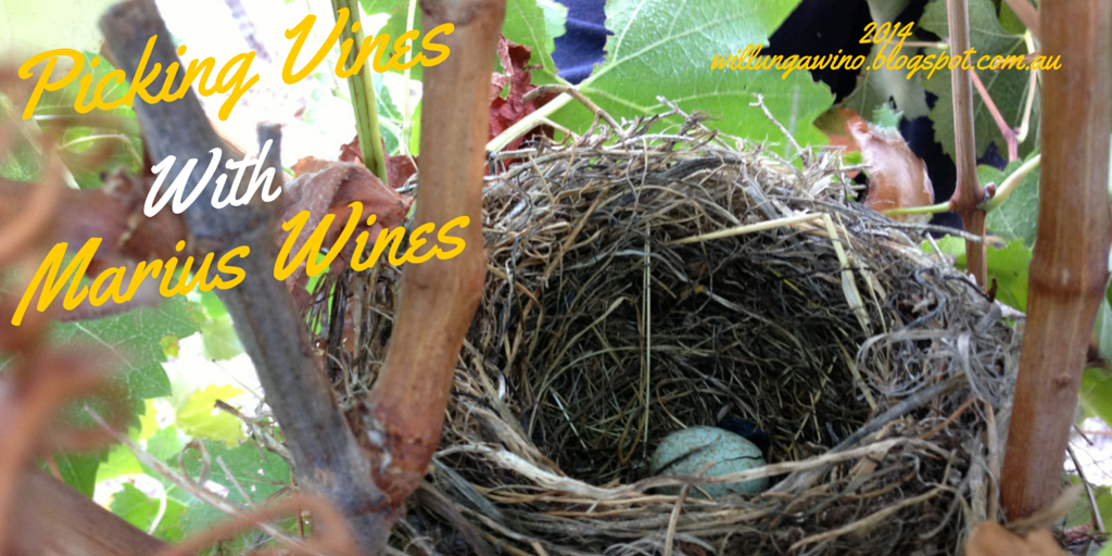 Marius Wines Picking Day – Willunga – March 2014