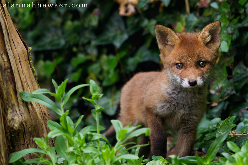 baby fox cub