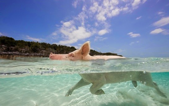 Exuma Cays isla de los cerdos nadadores