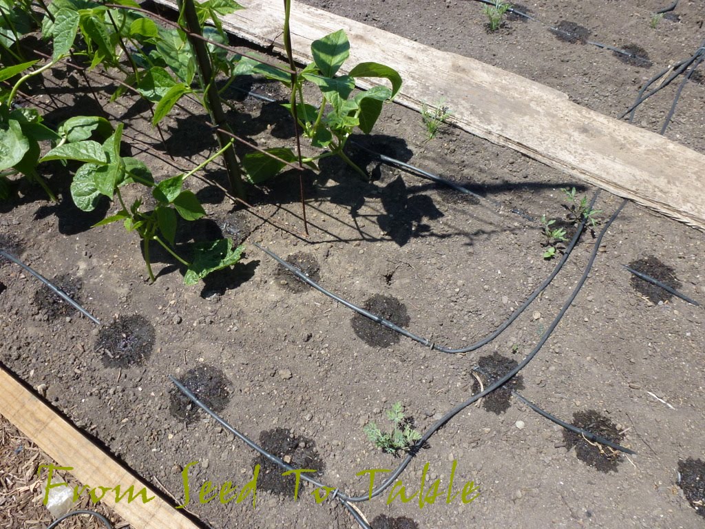 From Seed To Table Planting Tomatoes and Laying Drip Lines