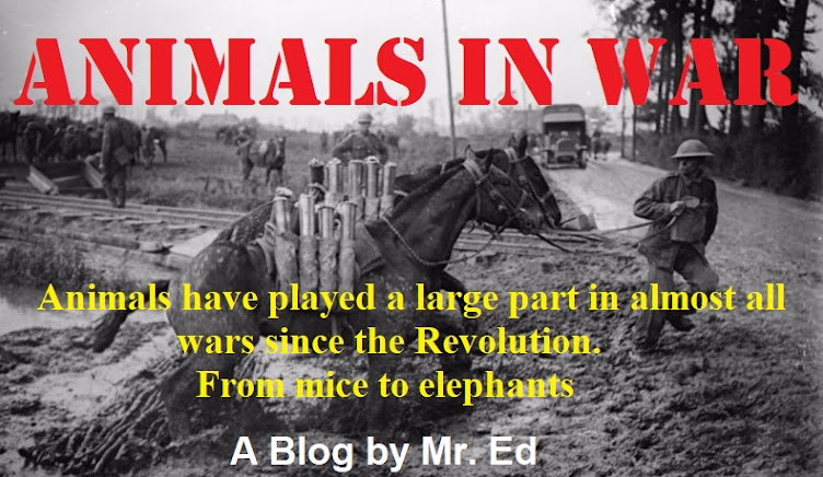 Animals In War WWI WWII more