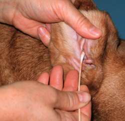 Dog Ear Infection Types, Causes and Treatments Dog Ear Infection Types, Causes and Home Remedy Treatments