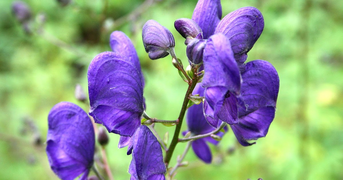 cocoplex 13 Deadly Plants That Can Kill You in Minutes