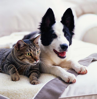 ادخلووووا اذا أردتوووا أن تعرفوووا الصداقة الحقيقية Dog+and+cat2