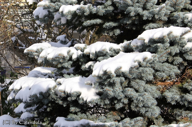 Schnee Tanne Schwarzwald