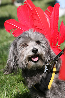 Rescue Dogs Bay Area Havanese Rescue Dogs Bay Area Havanese