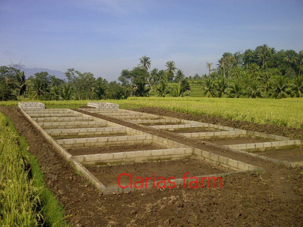 BUDIDAYA LELE SANGKURIANG: BUDIDAYA PEMBESARAN LELE SANGKURIANG