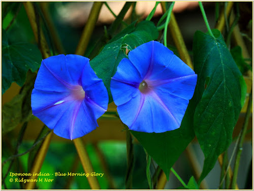 Nature Abhors A Garden Bush Morning Glory