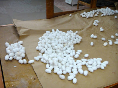 Silk cocoons before spinning in carpet weaving school Turkey