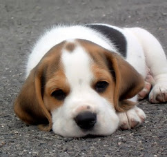 Beagle